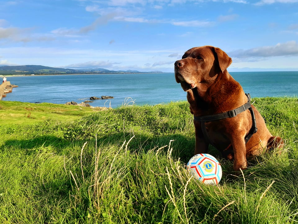 Ireland dog Lions